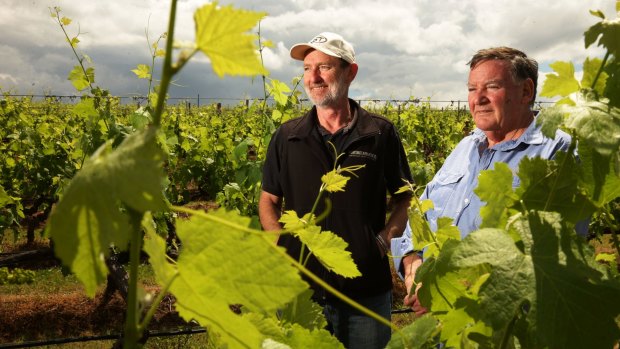 Do global clouds loom for international trade? Brokenwood Wines winemaker Iain Riggs and viticulturist Kieth Barry in the vineyard. Australian wine exports to China leapt 50 per cent this year.
