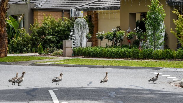 Feathered locals in the Laurimar Estate.