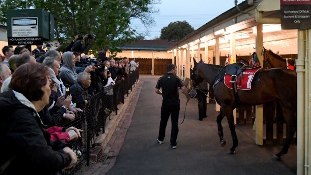 Centre of attention: A special 'Breakfast with the Best' crowd watches Winx prepare for trackwork at Moonee Valley.