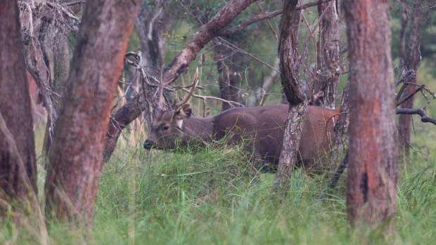 Sambar deer stag at Yellingbo Nature Conservation Reserve.