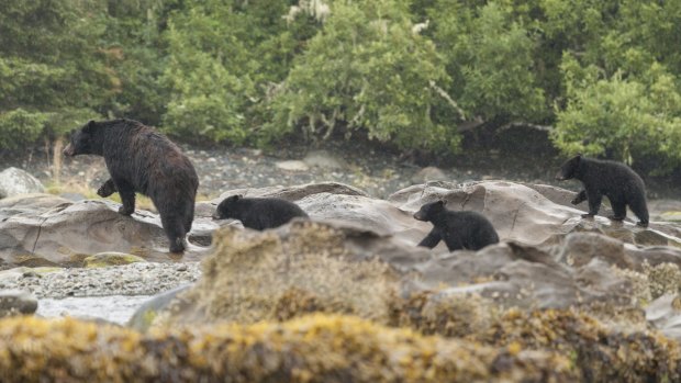 The Great Bear Rainforest is one of the best places on Earth to spot bears in the wild.
