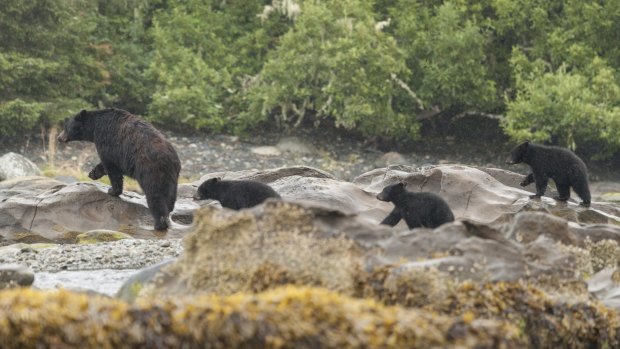 Grizzly Bears - Natural World Safaris