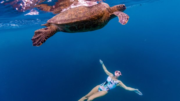 Discover Rarotonga's turtles on a new tour with local Charlotte Piho.