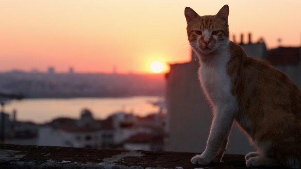Cool for cats: documentary set in the Turkish city of Kedi.