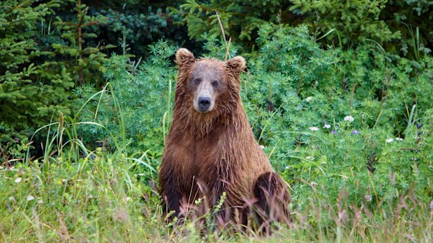 A bear sighting. 