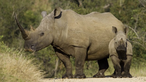 A white rhino female and calf in the road in the Kruger National Park, South Africa.  