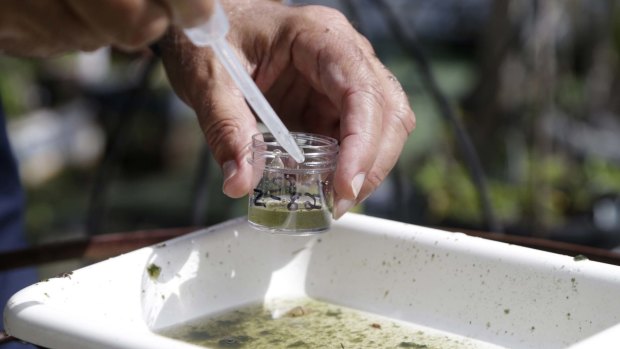A scientist checks water samples for the presence of mosquito larvae in Pembroke Pines, Florida. The researchers make daily inspections and respond to residents' complaints about mosquitoes.