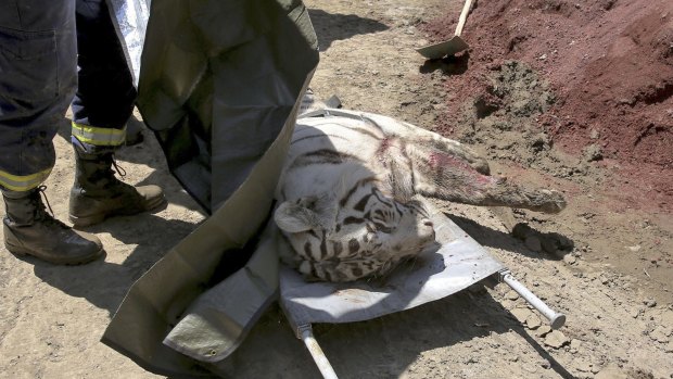 An Emergency Ministry offical covers the killed tiger near a Zoo in Tbilisi, Georgia. 