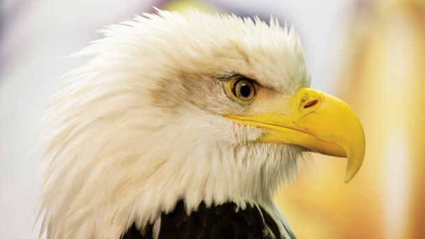 An eagle at the Alaska Raptor Centre.