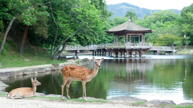 The 1200 deer living in Nara roam freely.