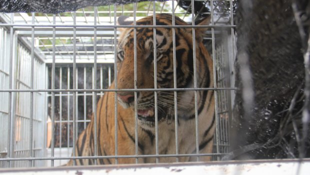 The first tiger to be sedated, caged and loaded onto trucks to be taken away from Tiger Temple Thailand.