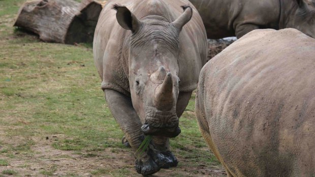 Vince the rhino was killed by poachers in France's Thoiry zoo.