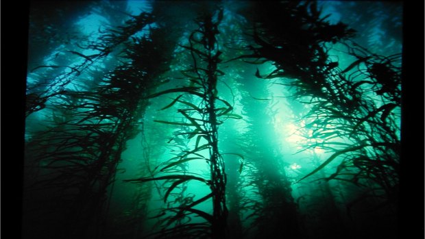 Regions such as these 12-metre strands of giant kelp off Tasmania are under threat as waters warm.
