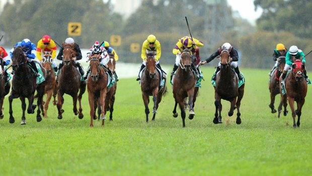 Tough barrier: Nic's Vendetta (blue and white) is gunned down in a Highway Handicap at Rosehill.