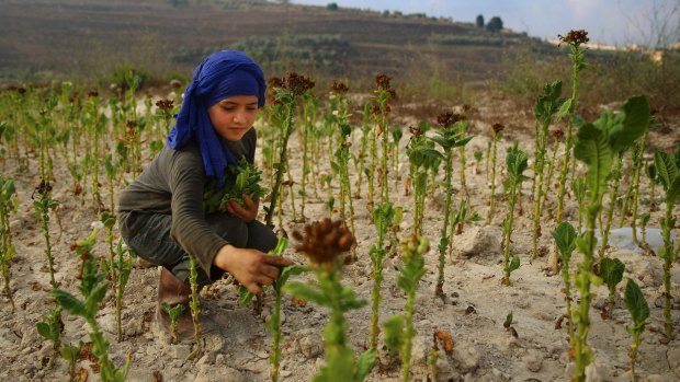 Syrian refugee Naamah al-Durzi, 13, who fled with her family from the city of Idlib, harvests tobacco leaves at a field in the southern village of Jibchit, Lebanon.  
