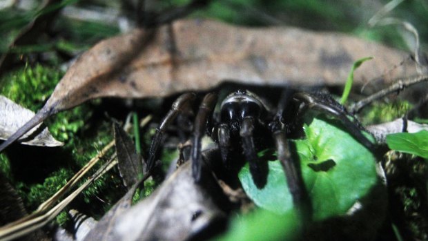 A female funnel-web spider, one of the world's most venomous, creeps out of its hole at night.  
