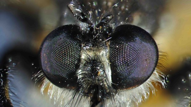 Flies see humans as a food source.