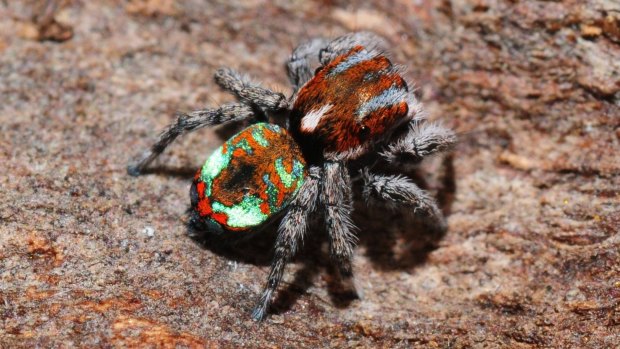 The Kicking Peacock Spider was found on Black Mountain.