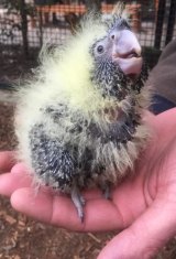 A baby Glossy Black cockatoo, which is an endangered species.