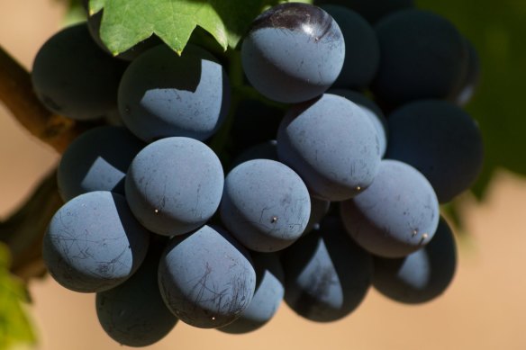 Grenache grapes ripe on the vine. 