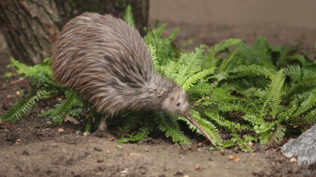 A kiwi, the symbol of New Zealand.