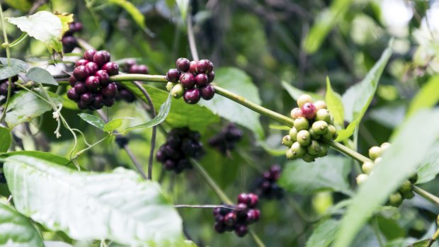 Each coffee flower produces a two-lobed fruit, the coffee berry. This is green at first, then red, then bright scarlet.
