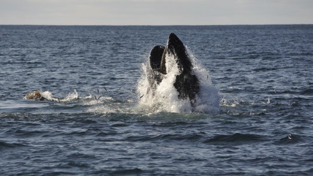 A humpback whale in a feeding frenzy off the coast of Eden.
