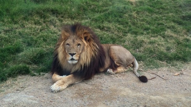 Melbourne Zoo's lion Zuri, who was put down due to old age.