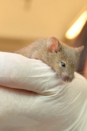 ''Sniffer mice'' could play a similar role to sniffer dogs, scientists say.
