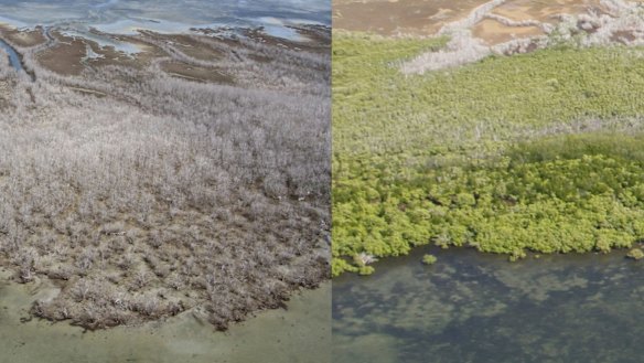 Before and after photograph of the massive dieback along the Gulf of Carpentaria.