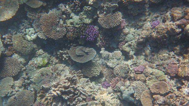 Coral bleaching could be a threat on the Great Barrier Reef in the next few weeks.