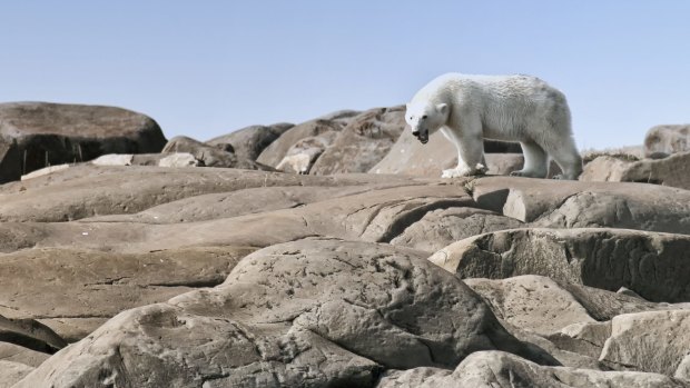On parade: Polar Bear, Canada.