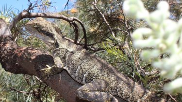 Some Brisbane Reptiles Double In Size Because Of Which Park