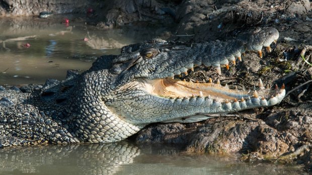 A resident crocodile has been removed from a Port Douglas golf course.