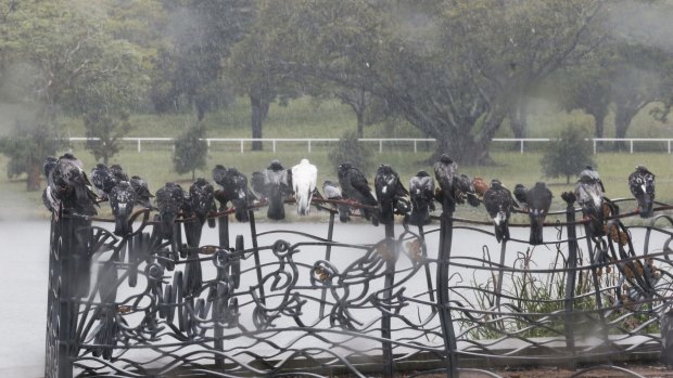 Pigeons sit out the wet weather at Centennial Park, Sydney.