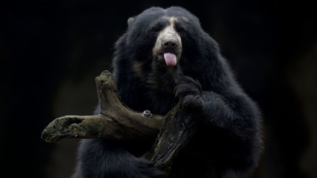 A bear holds on to a branch inside the former Buenos Aires Zoo.