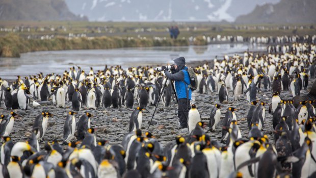 Photographing penguins on South Georgia with Aurora Expeditions. 