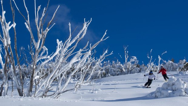 In the powder on the Backcountry Tours at Falls Creek. 