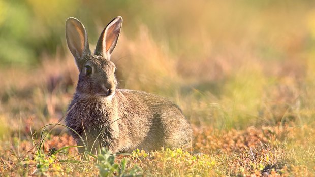 A European rabbit. Scientists have often recounted a story about the domestication of rabbits involving a pope and Lent. 