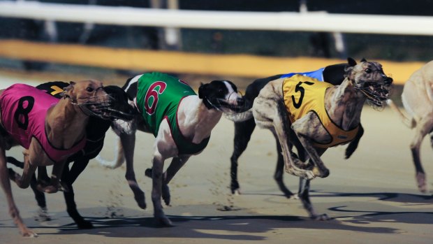 NSW Premier Mike Baird is preparing to reverse a planned ban on greyhound racing in NSW.