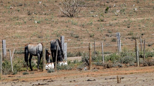 Bruce Akers has been charged with 92 counts of animal cruelty.
