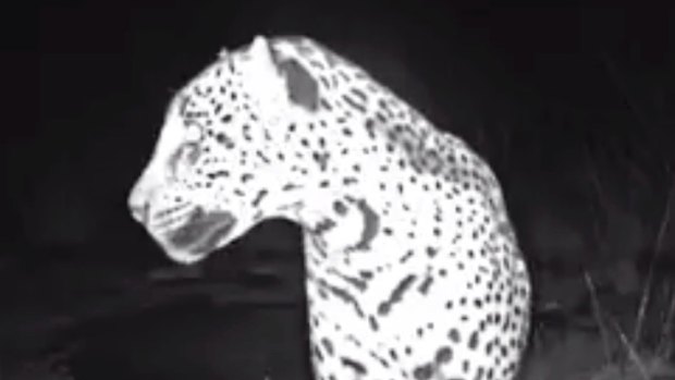 Video footage of wild jaguar shot by remote sensor camera living in the Chiricahua Mountains of southern Arizona.