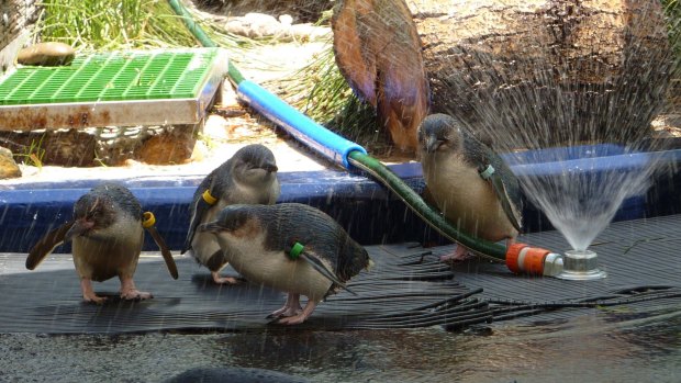 Penguins at Melbourne Zoo take to the sprinkler yesterday. 