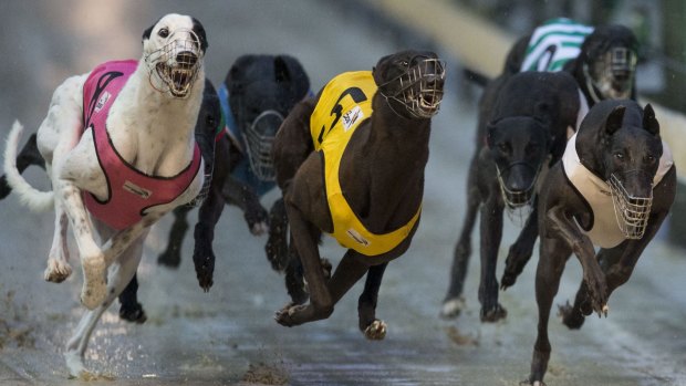 Greyhound racing in NSW has no independent regulator with power to root out criminal and unethical practices. 