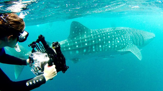 Nicole McLachlan said whale sharks were one of the species that were caught in shark nets and drumlines along Queensland's coastline.