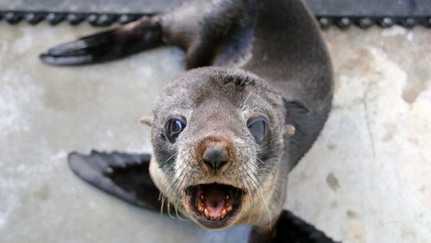 A young fur seal has been released back into the wild, less than two weeks after being rescued from Sydney's wild storms.