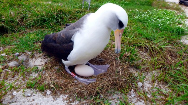 Wisdom the albatross, the world's oldest known seabird, tending to her latest egg at Midway Atoll, a wildlife refuge about 1900 kilometres north-west of Honolulu. 