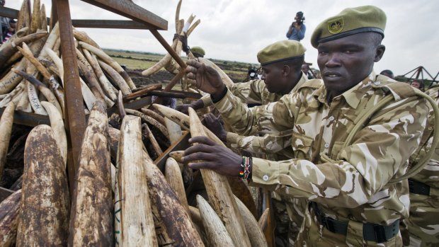 Rangers from the Kenya Wildlife Service stack elephant tusks into pyres, preparing for it to be destroyed.