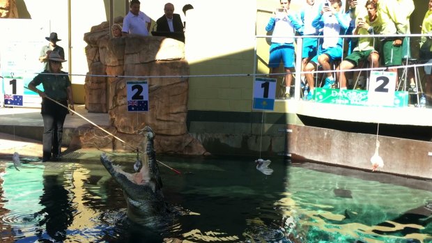 A crocodile helps with the Davis Cup draw in Darwin on Thursday. 