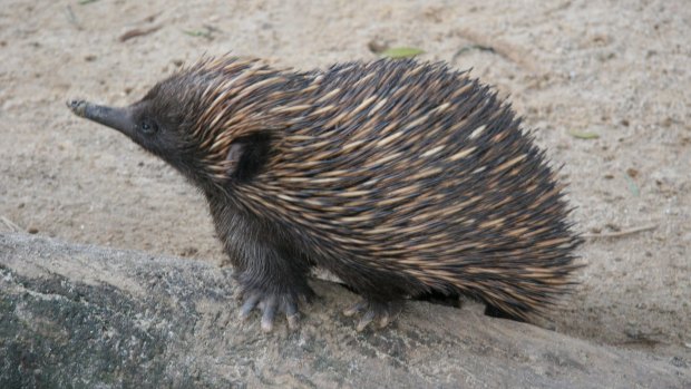 The same hormone produced in the gut of the echidna to regulate blood glucose is also found in their venom.